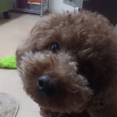 ステラ T プードル در توییتر 本日の夕御飯 ささみ 鶏もも肉 水菜 バナナ 午前中車に乗せたため 朝御飯分も食べました 早食いするため 盛り付け皿と食べているお皿が別です トイ プードル 犬の手作りごはん 早食い防止のあのお皿 ステラのごはん