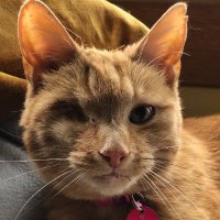 June Nye (@june_alliance) 's Twitter Profile Photo June Nye (@june_alliance) 's Twitter Profile Photo