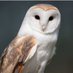 adequate_owl (@AdequateOwl) Twitter profile photo