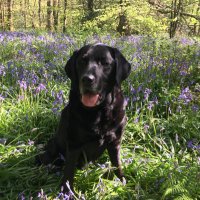 Brinscall Dog Walking & Pet Care (@pethelp03) 's Twitter Profile
