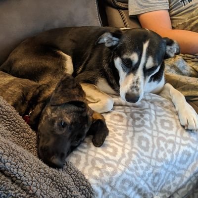 I love dogs and just want to share pictures of dogs. Two year old Husky mix Dippy and 5 month old Plott Hound mix Remi.