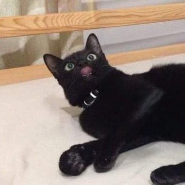 buticancarryu's profile picture. 