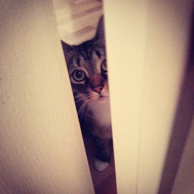 Mon film préféré c'est All along the watchtower, de Jimi Hendrix.
PP is Hold'Up the Cat.