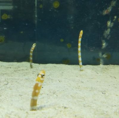 asap_start's profile picture. 