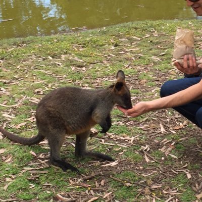 tocodan's profile picture. 元々Twitterをやる気は無かったが、北野勇作さんの情報発信が「カメリ」ごろからTwitterに移行してしまったので追いかける感じで始めた。始めてみたら便利。何かとても嬉しいことでもあったら自らつぶやき始めるのもいいね。と、思っていたのに…安倍政権め。 基本的には興味を惹かれるものにいいねかリツイートしてます。