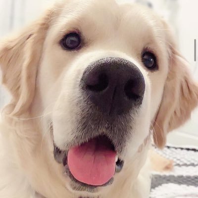 𝑮𝒐𝒍𝒅𝒆𝒏 𝒓𝒆𝒕𝒓𝒊𝒆𝒗𝒆𝒓💛 https://t.co/u5gcQ7W8IZ 🐾 golden retriever