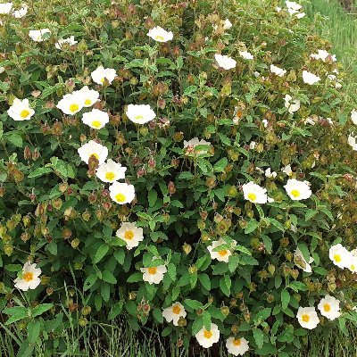 AcherratImane's profile picture. 