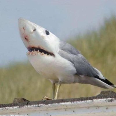 I’m a shark/seagull hybrid, which makes me pretty special. #NeverAgainTrump #DefundTheRNC #TrumpIsInsane