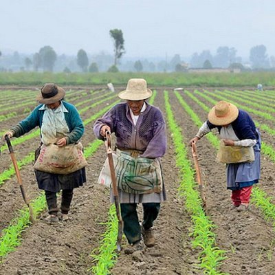 CampesinosUn's profile picture. 