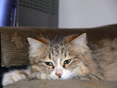 mahdi_abrahimi's profile picture. 