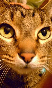 Meow.