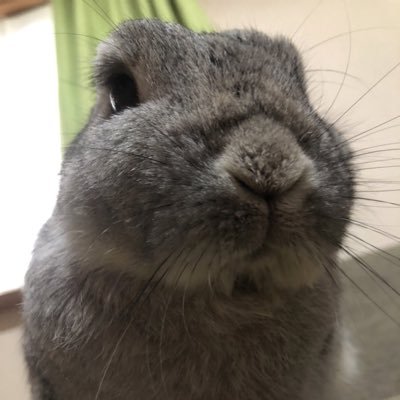 ういちゃん🐰♀1歳（ネザー）メインで呟くうさ好きです。アイコンは10歳お月様組のごま🐰🌈♂（ネザー）。妻とマイペースに暮らしてます。ゲームが好きです。ギターも弾きます。