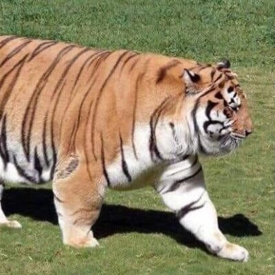 realKenover's profile picture. gamer