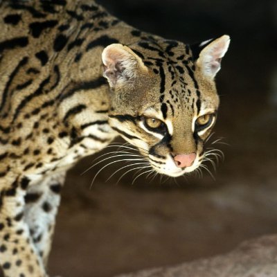 BalochiPukhtoon's profile picture. Trying to make a progressive Pakistan,
One tweet at a time.