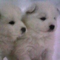 タモ (@taranu34) 's Twitter Profile