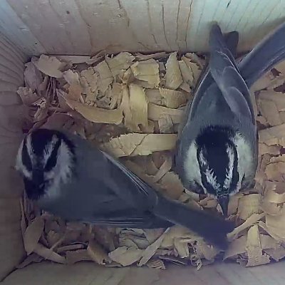 Mountain Chickadee nest in Truckee, CA.