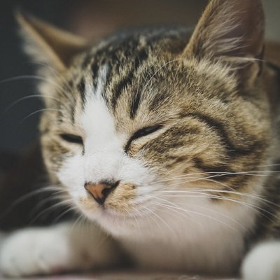 フォーシーム投げ猫＠106.0kgさんのプロフィール画像