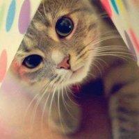 ねこですがなにか (@pat_nekoshippo3) 's Twitter Profile Photo ねこですがなにか (@pat_nekoshippo3) 's Twitter Profile Photo