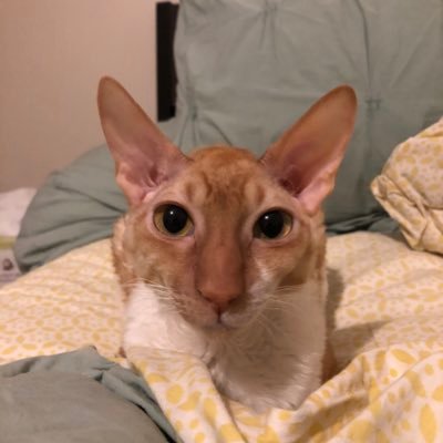 HugoTheCat3 Profile Picture