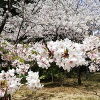 am (@bombieyeah) 's Twitter Profile