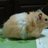 しょこたそのアイコン