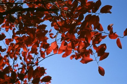 RedFallLeaves's profile picture. ☆ It just doesnt get any more beautiful than this ... Married no DM’s