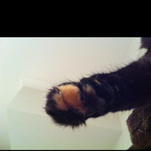 racool77's profile picture. I live in Melbourne with my Husband and my cat.