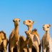 A flock of camels (@jsspax) Twitter profile photo A flock of camels (@jsspax) Twitter profile photo