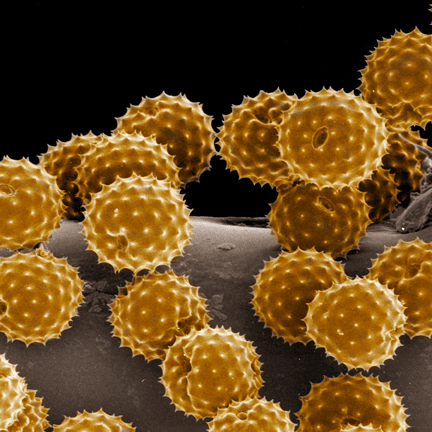Volg @polleninfo en u bent elke dag op de hoogte van de Pollen verwachting Nederland. De informatie voor de mensen met hooikoorts, hooikoortspatiënten.