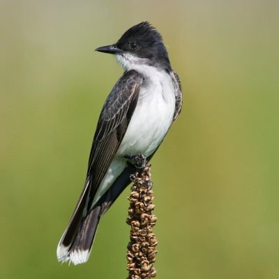 Eastern Kingbird
 (Tyrannus tyrannus)