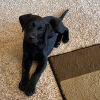 Sissy (@cuckcleanup) 's Twitter Profile