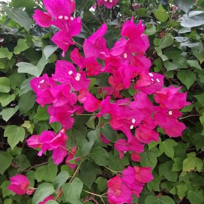 MontserratBoada's profile picture. 