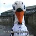 A. Fan (@augustuspontoon) Twitter profile photo A. Fan (@augustuspontoon) Twitter profile photo