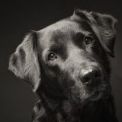 black13_dog Profile Picture