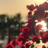 Jeremiah Khurram (@jeremiahkhurra3) 's Twitter Profile