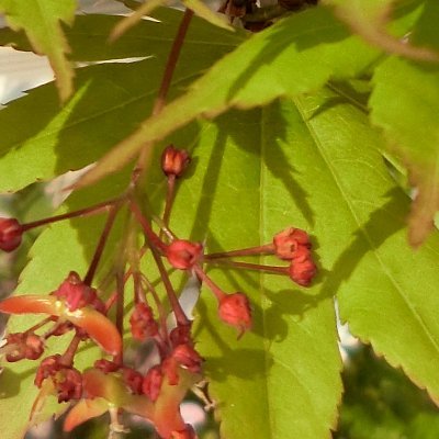 百年茨の使い番：紅葉さんのプロフィール画像