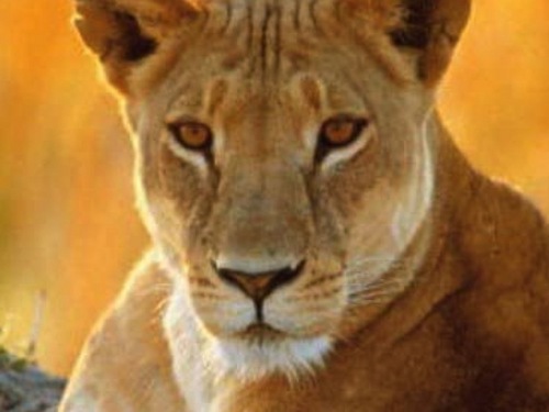 theL10ness's profile picture. Perspektiv på översättning, lokalisering och globalisering
Betraktelser från en specialist.