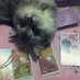 Tarot by Praewmeow 🔮🐱 (@cattarobypm) Twitter profile photo Tarot by Praewmeow 🔮🐱 (@cattarobypm) Twitter profile photo