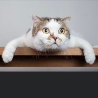 Bill (@billchen77) 's Twitter Profile