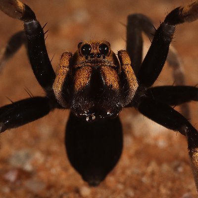 AusHerper's profile picture. Nature is pretty neat, reptiles in particular.