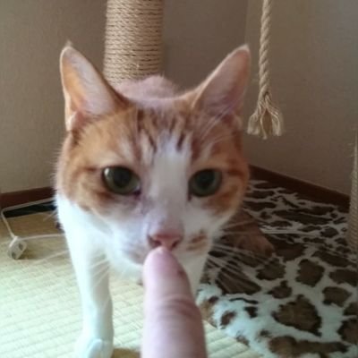 ネコと夕日と水平線 33b0fu14k600tws Twitter