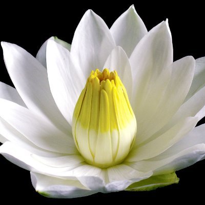 niftytrader12's profile picture. Trading in NSE Stocks, Futures and Options. Trying to AUTOMATE most of it.
discord 4autotrading
email 4autotrading(AT)gmail
telegram @alphatrader5555