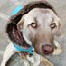 Safiye acar (@safiye43394068) Twitter profile photo Safiye acar (@safiye43394068) Twitter profile photo