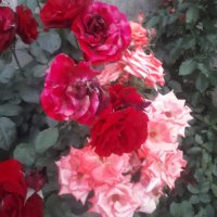 TARSUS OLGUN HASTASİ (@dostkaan80) 's Twitter Profile