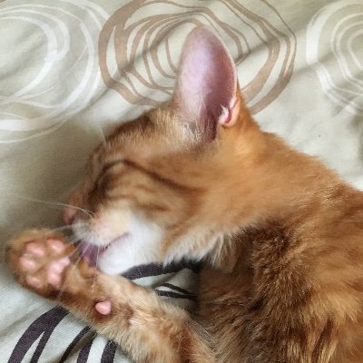 KadirMolano's profile picture. Videografo
Amante de la pizza