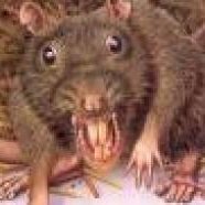 Flaming31298743's profile picture. squeak