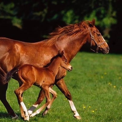 WE or YOU provide the Stallion Nomination - WE or YOU provide the mare ... Split the Proceeds of Sales as a foal 50/50 (possibly yearling)