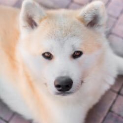 akikabu777's profile picture. 家族とうさぎとリスと暮らしています。バリュー×成長の会社を見つけてテクニカルで買う！を模索しています。