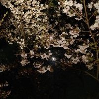 愛未 (@hqgr02t5xht5lwx) 's Twitter Profile