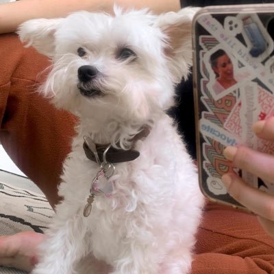 justice for the 15 year old little white dog community. she/her